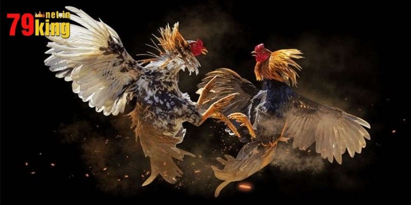Đá Gà Cựa Dao Tại 79king - Cảm Nhận Niềm Vui Chiến Thắng