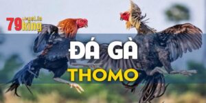 Đá Gà Thomo 79King - Trải Nghiệm Cuộc Chiến Sinh Tử
