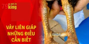 Đá Gà Liên Giáp - Theo Dõi Các Trận Đấu Kịch Tính Từ 79King